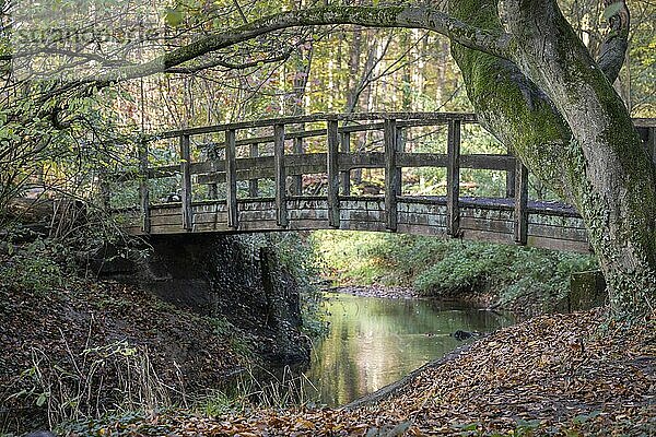 Wooden bridge over a stream in an autumn forest in the east of the Netherlands