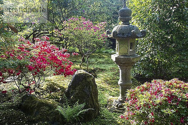 Amazing view on the bushes of a lantern and rhododendron flowers in a Japanese garden in The Hague. Magic sunbeams fall on the flowering bushes of rhododendron