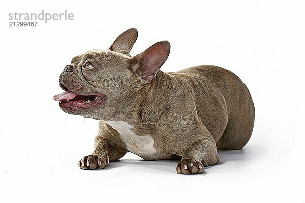 Lilac brindle French Bulldog dog lying down on white studio background