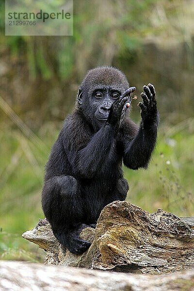 Western gorilla (Gorilla gorilla)  young animal  clapping its hands