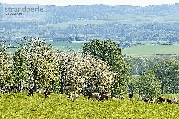 Grazing cows on a meadow in the spring with a view of the landscape