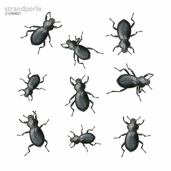 Creepy Crawly Black Beetles On A White Background