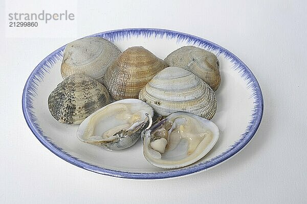 Plate with clams arranged on a blue-edged plate against a white background