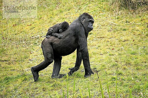 Western gorilla (Gorilla gorilla)  adult  female  juvenile  on back  carrying