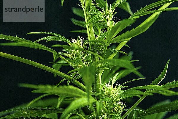 Selective focus closeup of the midsection of a female cannabis plant with three flowers. Marijuana plant over out of focus grainy black background