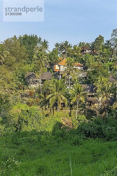 Sunset view on jungle and villas from Campuhan Ridge Walk at Ubud  Bali  Indonesia  Asia