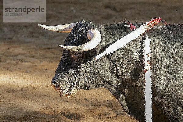 Brave bull in the bullfight arena  Raging bull ready to ram.