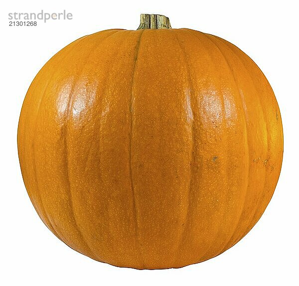 An Isolated Pumpkin For Halloween On A White Background