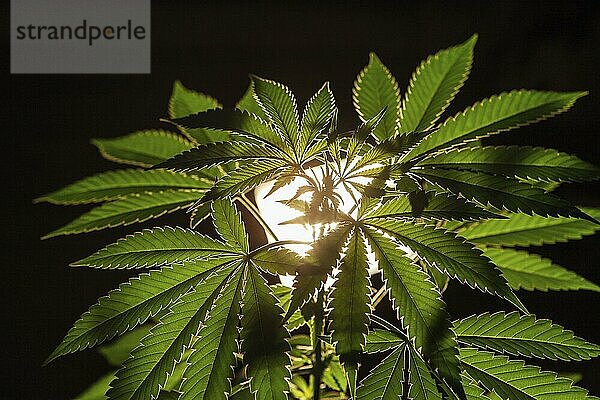 Selective focus closeup of backlit full marijuana plant. Cannabis plant on a black background illuminated from behind by a strong bright grow light