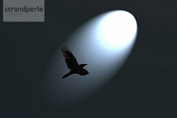 Mysterious Black Raven flying in spotlight against dark background