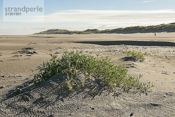 The North Sea Beach of the island Terschelling in the North of the Netherlands