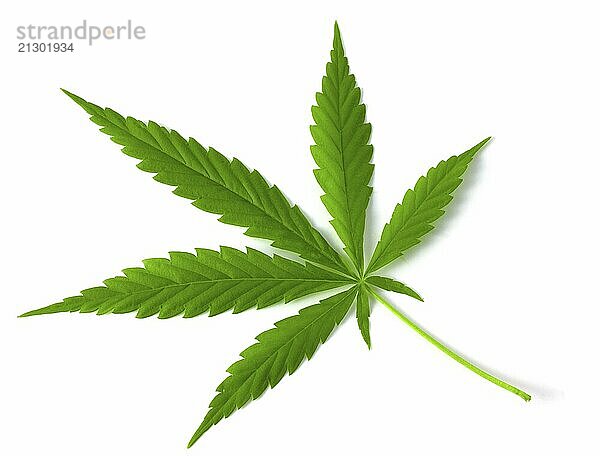 Fresh green cannabis leaves isolated on white background