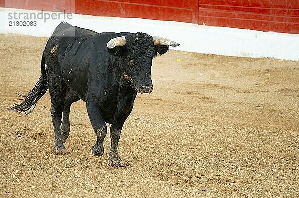 Brave bull in the bullfight arena  Raging bull ready to ram.