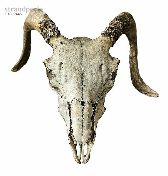 Isolated Skull Of A Sheep Or Ram On A White Background