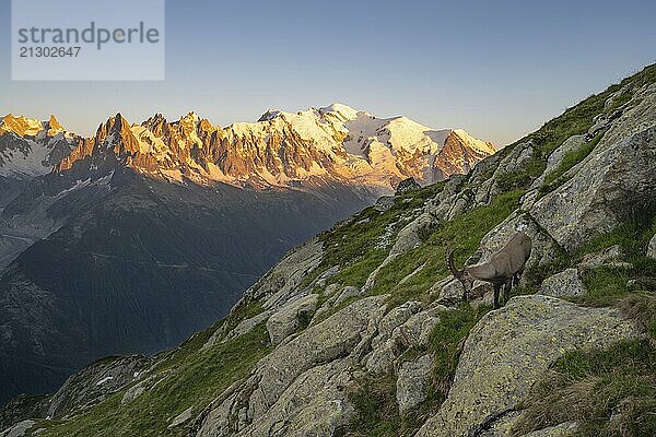 Alpine ibex (Capra ibex)  adult male  in front of a mountain panorama at sunset  Grandes Jorasses and Mont Blanc peaks  alpenglow  Mont Blanc massif  Chamonix  France  Europe