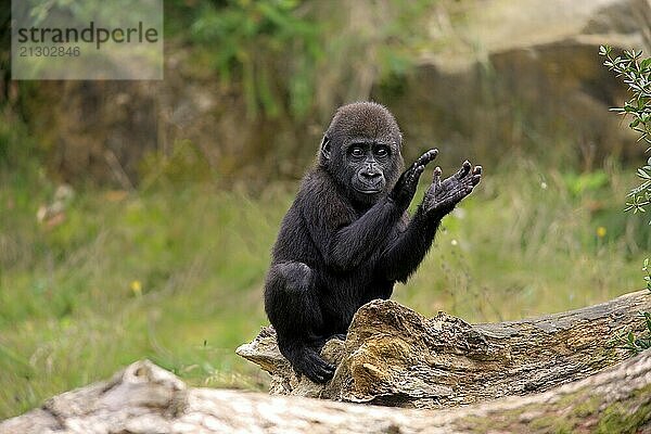 Western gorilla (Gorilla gorilla)  young animal  clapping its hands