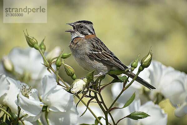 Morning Bunting (Zonotrichia capensis) singing on white roses in Rosedal  the rose garden in Buenos Aires  Argentina  South America