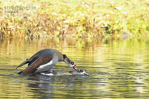 Two Nile Geese (Alopochen aegyptiacus) mating in the water of a pond surrounded by green foliage  Hesse  Germany  Europe