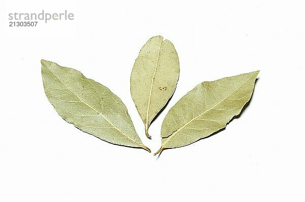 Bay Leaf  Close Up against white background