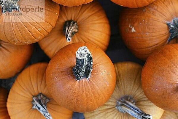 Top view of orange 'Baby Bear' pumpkin for sale at market