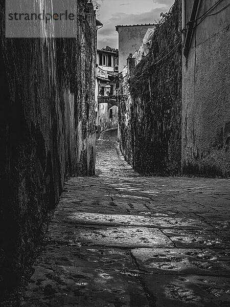 Florence  Beautiful classical and narrow street with vegetation in Florence  Italy  Europe