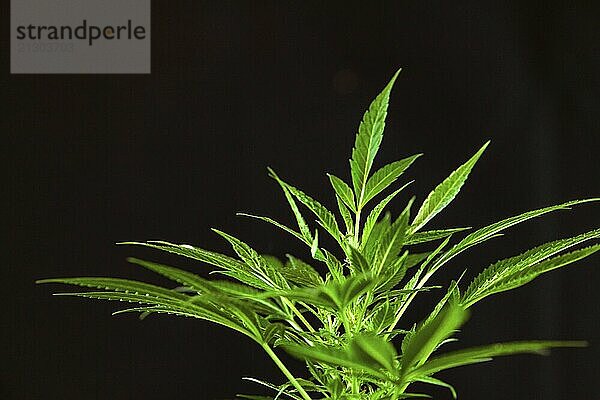 Selective focus closeup of the top of a cannabis plant  fan leaves sprout from a marijuana plant over black background. Copy space top left corner