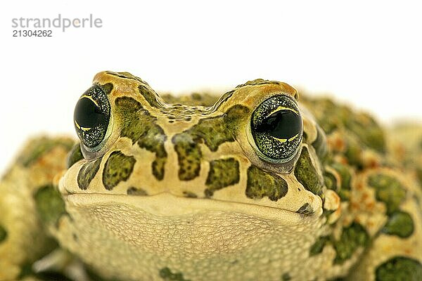 Spotted toad macro portrait isolated on white