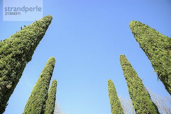 Photographic representation of the elegant green cypress tree with a blue background