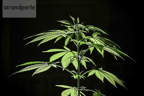 Closeup selective focus shot of cannabis plant on black background. Healthy marijuana leaves lit from below by a light source out of frame