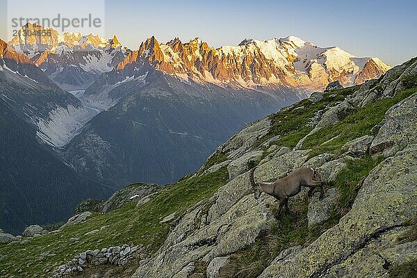 Alpine ibex (Capra ibex)  adult male  in front of a mountain panorama at sunset  Grandes Jorasses and Mont Blanc peaks  alpenglow  Mont Blanc massif  Chamonix  France  Europe