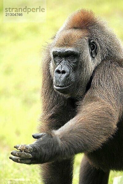 Western gorilla (Gorilla gorilla)  adult  portrait  female  begging