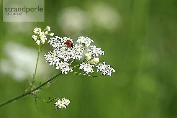 Seven Spotted Ladybug  Coccinella septempunctata  on white flowers of Cow Parsley  Anthriscus sylvestris  with green background of grass at summer. Shallow dof  copy space right