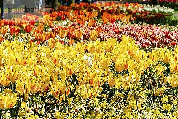 Colorful spring fresh dutch tulips. Nature yellow background