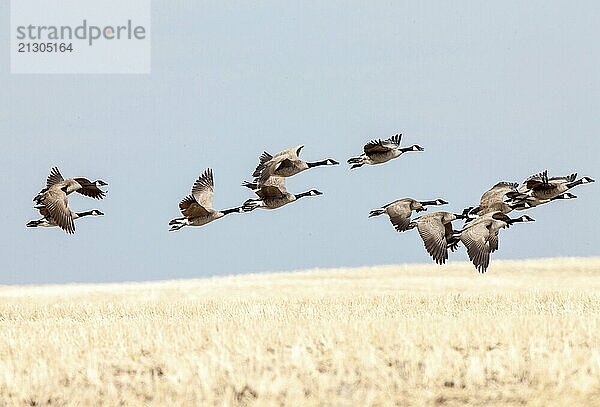 Canada Geese in Flight migrating south fron Canada