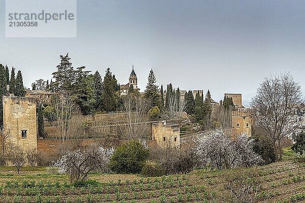 View of Alhambra from Generalife gardens  Granada  Spain  Europe