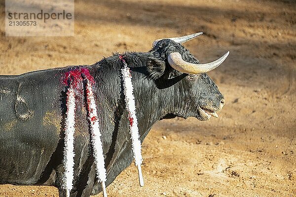 Brave bull in the bullfight arena  Raging bull ready to ram.