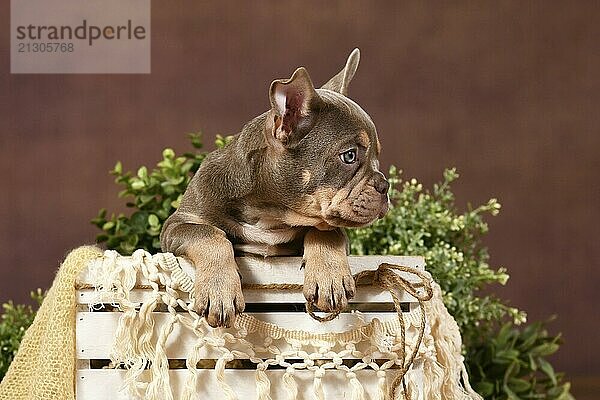 Isabella tan French Bulldog puppy in box with boho decor in front of brown background