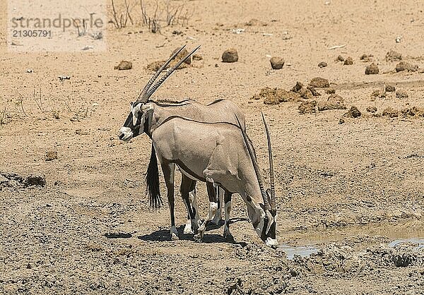 Oryx antelope drinks at the waterhole in northern Namibia