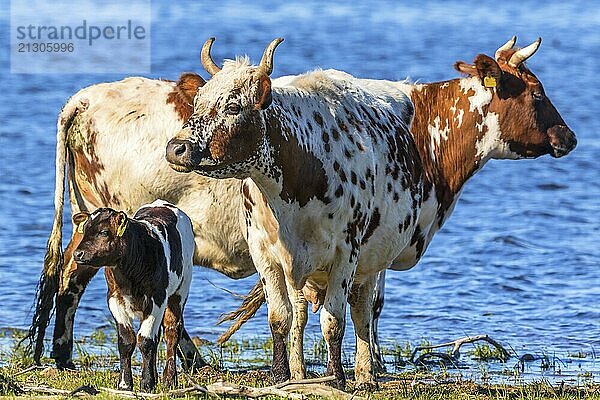 Cows with calves standing on the beach