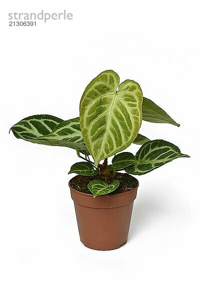 Exotic Anthurium Crystallinum houseplant with beautiful lace pattern on leaves in flower pot on white background