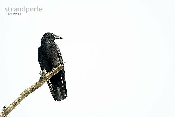 Black crow sitting on a branch of a dead tree. Isolated on white background with copy space