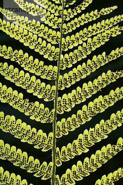 Details of a fern leaf against a dark background