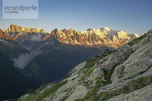 Alpine ibex (Capra ibex)  adult male  in front of a mountain panorama at sunset  Grandes Jorasses and Mont Blanc peaks  alpenglow  Mont Blanc massif  Chamonix  France  Europe