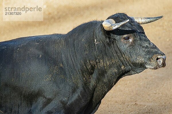 Brave bull in the bullfight arena  Raging bull ready to ram.