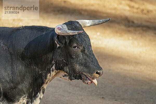 Brave bull in the bullfight arena  Raging bull ready to ram.