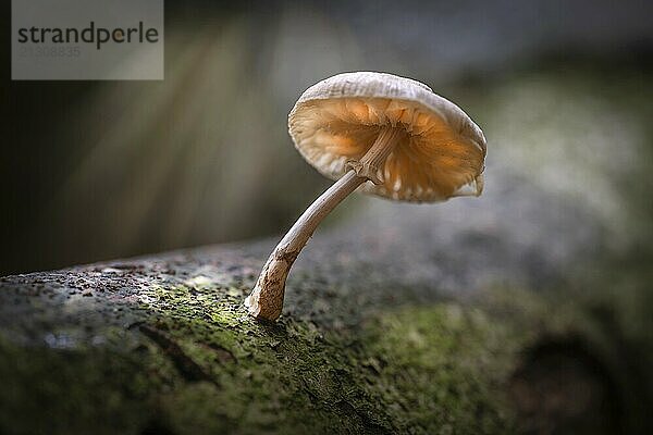 Mushroom on a fallen tree in the autumn sun in a forrest in the east of the Netherlands