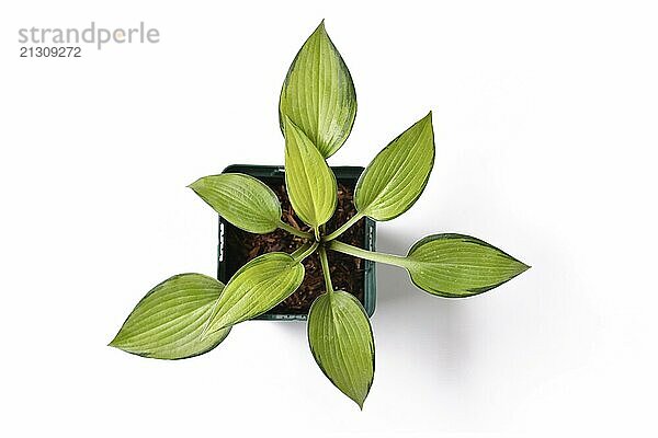 Top view of 'Hosta x tardiana June' plant with lime green leaves with darker edges in plastic flower pot on white background