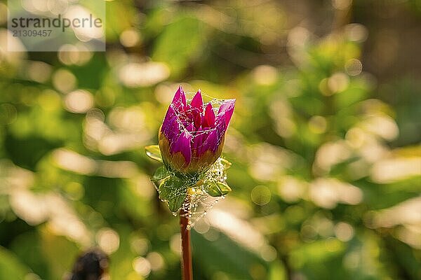 Pink flower bud with drops and green background in golden morning light  Gechingen  Black Forest  Germany  Europe