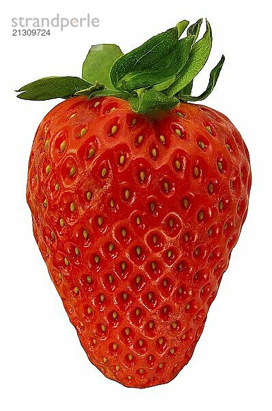 Isolated Fresh Organic Whole Strawberry On A White Background