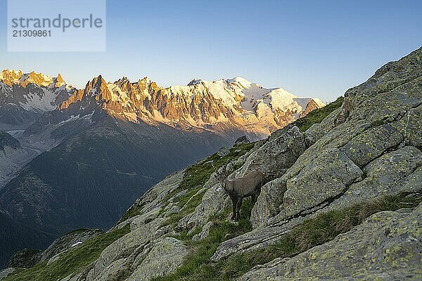 Alpine ibex (Capra ibex)  adult male  in front of a mountain panorama at sunset  Grandes Jorasses and Mont Blanc peaks  alpenglow  Mont Blanc massif  Chamonix  France  Europe